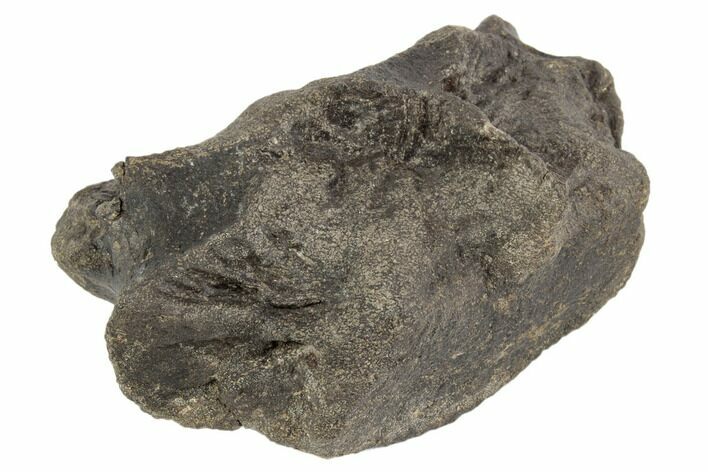 Hadrosaur (Hypacrosaur?) Cervical Vertebra - Montana #192728